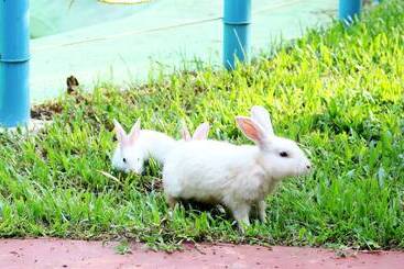 בית מלון כפרי True Blue Beach Resort,trivandrum