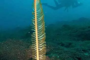 Bed and Breakfast Nalika Beach Resort & Restaurant   Adults Only