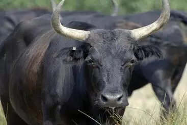 Bed and Breakfast Le Mas Des Brune