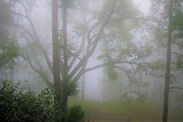 Ayush Cottages By Opensky