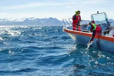 Northern Light Hotell/camp Steinfjord