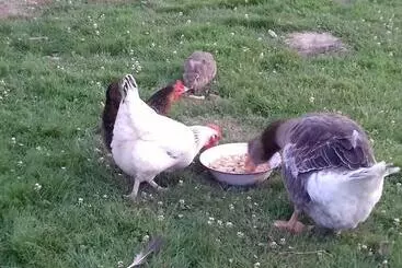 Pensão La Parisiere