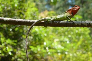 Retkeilymaja Nimal`s Homestay