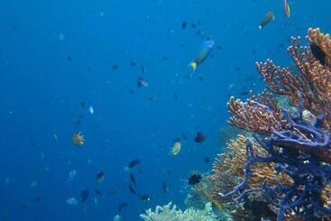 住宿加早餐 Menjangan Sari