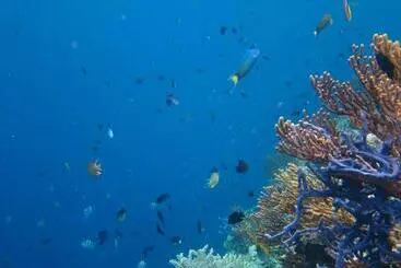 Aamiaismajoitus (B&B) Menjangan Sari