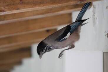 Hotel Cottage Nirvana