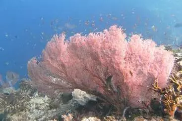 Hotelli Batu Ampar Menjangan