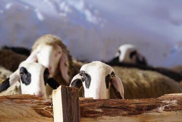 پانسیون Ciasa Roenn