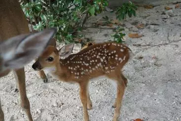 Bed and Breakfast Deer Run On The Atlantic