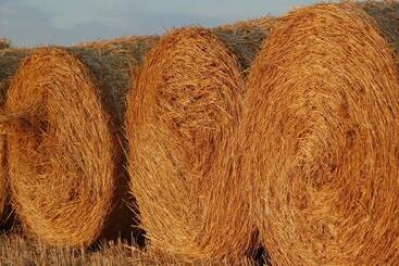 Otel Azienda Agrituristica Il Giuggiolo