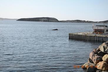 Szálló Dildo Boathouse Inn