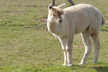 The Alpaca B&b