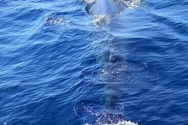 Pensió Summer House Mirissa