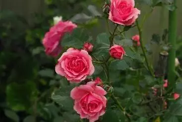 Pensió 59 Chaucer Apartment