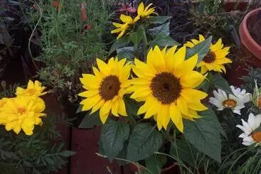 Aamiaismajoitus (B&B) Les Reves De Flamboin