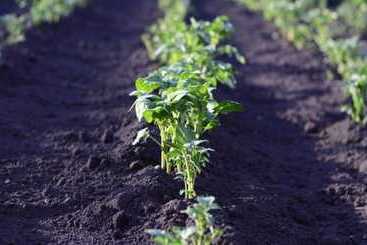 Daebudo Illua Pension