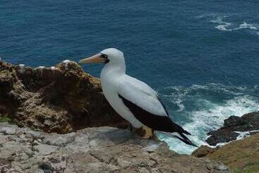 Ostello Hospedaje Algarrobo Machalilla