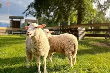 Majatalo Dom Frana Krala