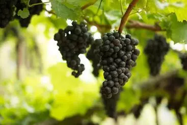 Tannerhof Bed & Breakfast