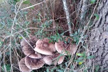 Hotel Quintinha Do Casal Ruivo