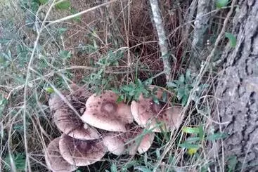 ホテル Quintinha Do Casal Ruivo