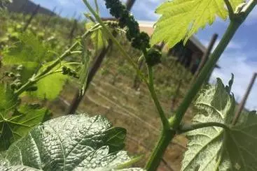 Hotelli Cabañas Rancho Palos Verdes