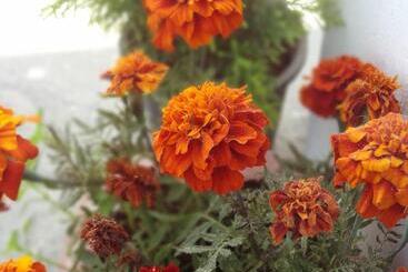 Pensão Kasar Wonder Hill Homestay