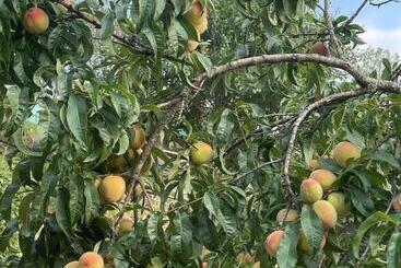 Hotel Orchard Hill Retreat