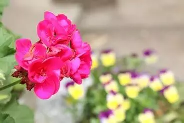 ペンション Seizanso