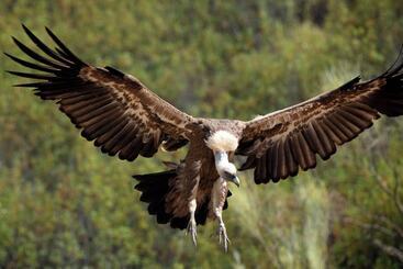 קוטג'' Palacio Viejo De Las Corchuelas