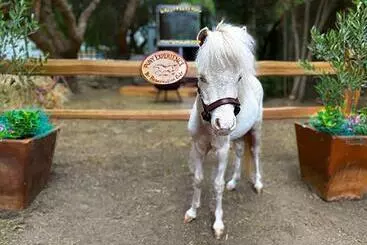 ホテル The Pony Experience; Glamping With Private Petting Zoo