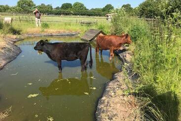 בית מלון כפרי Willowbank Shepherds Hut