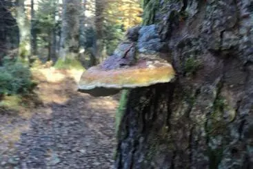 ペンション Casa Haiducilor