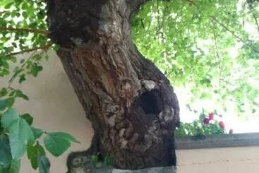 Aamiaismajoitus (B&B) L Antico Gelso