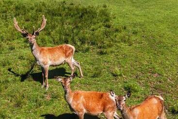 Pansiyon Berghof Haselsberger