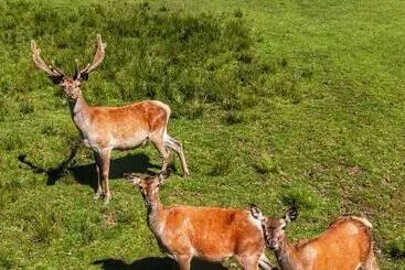 ペンション Berghof Haselsberger