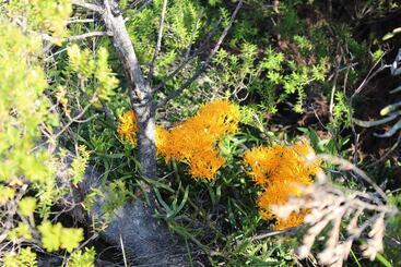 Albany Motel & Apartments