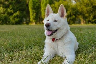 酒店 American Inn And Suites Childress