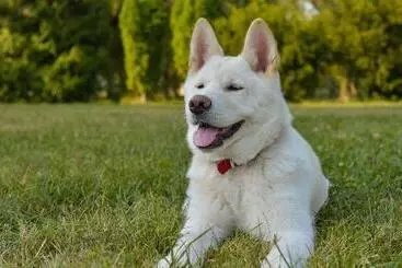 Hotel American Inn And Suites Childress