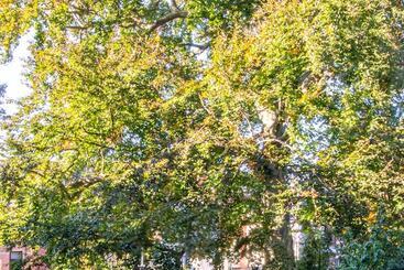 민박 The Old Beech