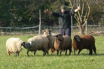 Hotel Pecore Ribelli