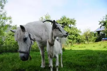 Mökkimajoitus Bauernhof Vorderaltensberg