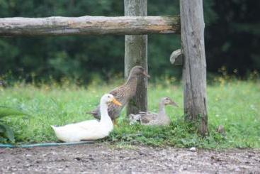 Сельский дом Bauernhof Stadlerhof