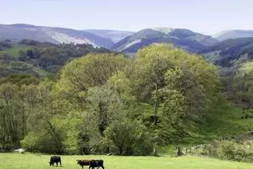 Mökkimajoitus Ty Isaf Penrhyddion