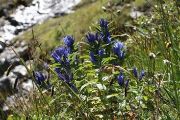 Hotel Mittlenberghuette - Binntal Alpinhuette