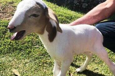 ツーリストアパートメント Sítio No Interior De Sp Para Curtir A Natureza