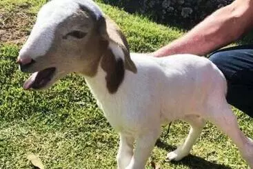 ツーリストアパートメント Sítio No Interior De Sp Para Curtir A Natureza