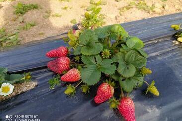 Agriturismo Prendas De Sole