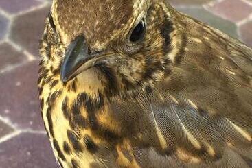 ベッドアンドブレックファースト Casa Sorriso