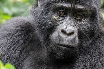 Gorilla Safari Lodge